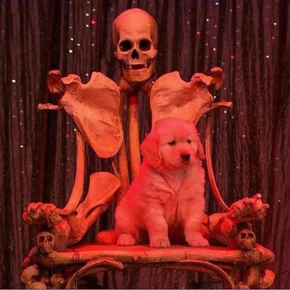 Meet your local cryptid, Lu - Picture 1 of 1